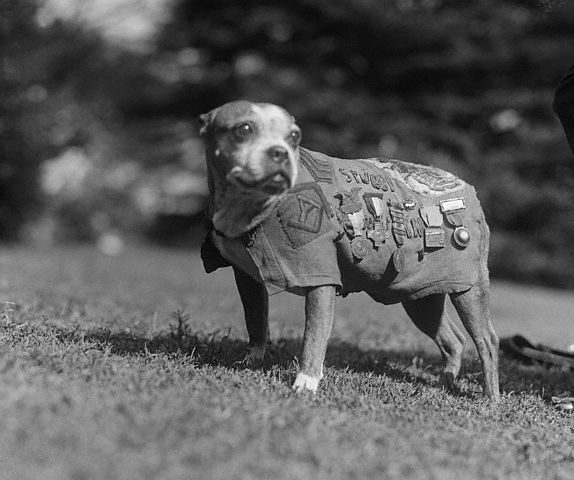 Sergeant Stubby, veteran of the First World War in circa. 1920