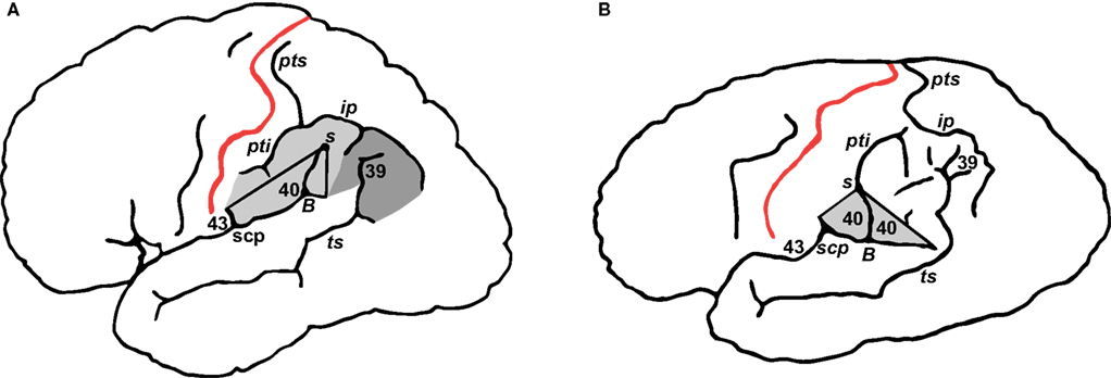 Diagram of Einstein's Brain