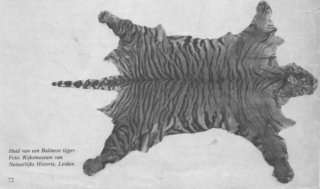 Bali tiger skin