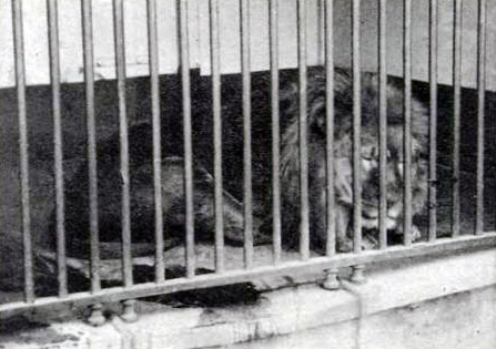 Cape lion