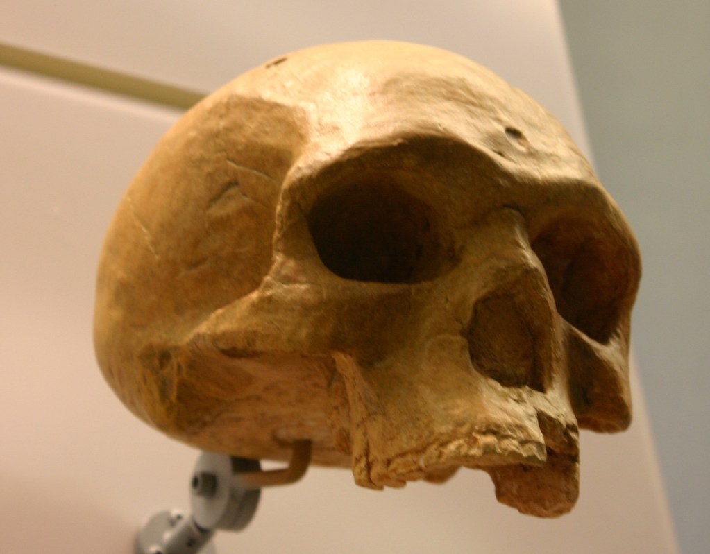 Florisbad Skull