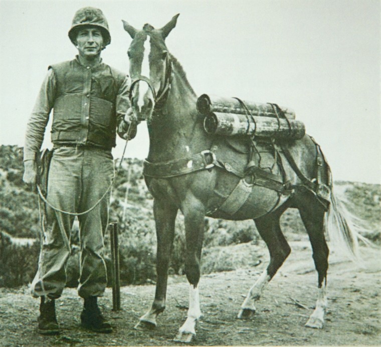 Sergeant Reckless Horse animal in the army
